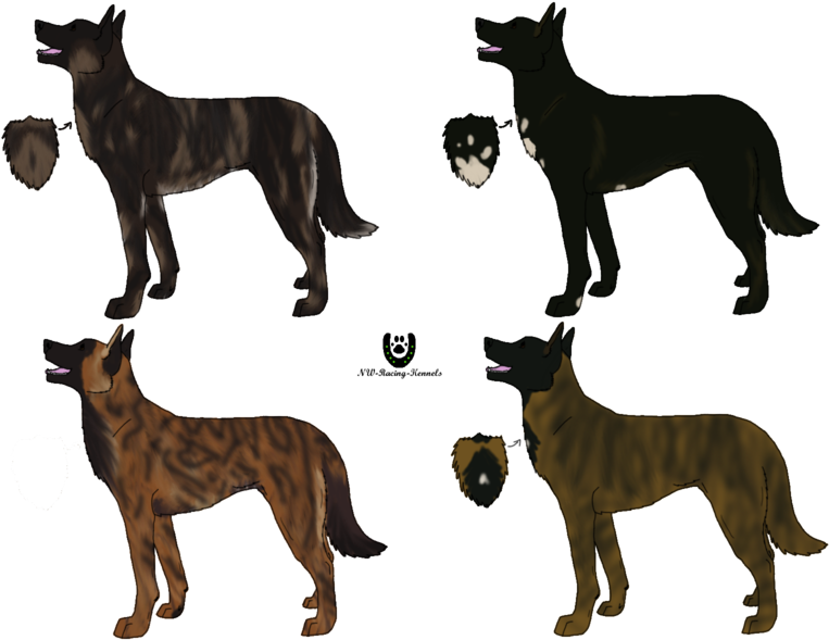 Dutch Shepherd Color - Pastor Belga Malinois Colores (800x600), Png Download