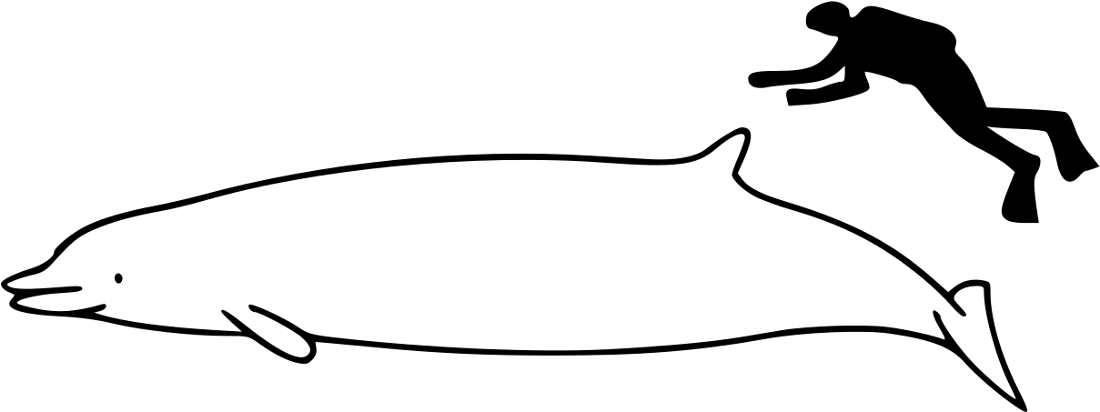 Whale Size (1200x524), Png Download