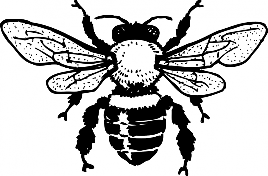 Download Vintage Bee Clip Art Clipart Western Honey - Honey Bee Rectangle Sticker (900x591), Png Download