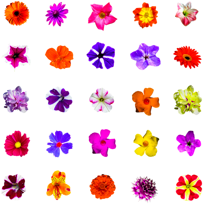 Nature, Flowers, Isolated, Colorful, Selection - Scalable Vector Graphics (720x720), Png Download