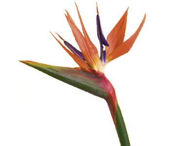 Bird Of Paradise - Birds Of Paradise Png (400x300), Png Download