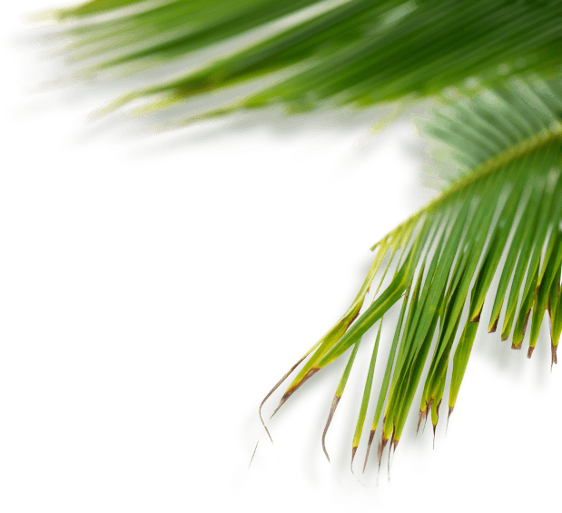 Green Tumblr Plant Png (619x565), Png Download