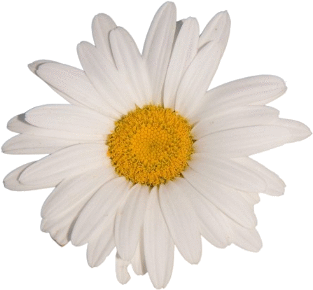 Sticker Flower White Tumblr Aesthetic Vaporwave Png - White Flower White Background (568x615), Png Download