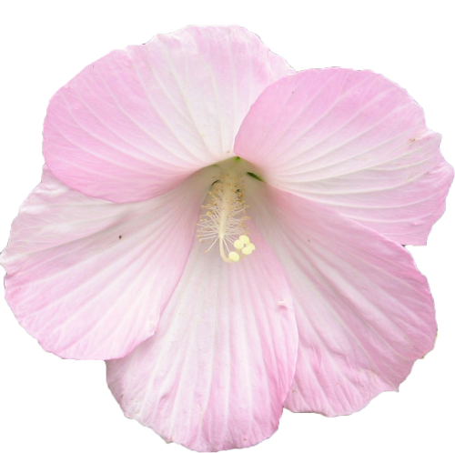 Transparent Plant - Pink Flowers (500x498), Png Download