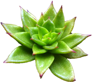 Free Download Trabsparent Tumblr Plant Clipart Cactus - Green Aesthetic Tumblr Png (500x375), Png Download