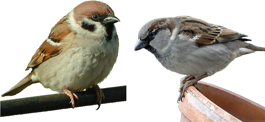 Download - Воробьи Png (908x450), Png Download