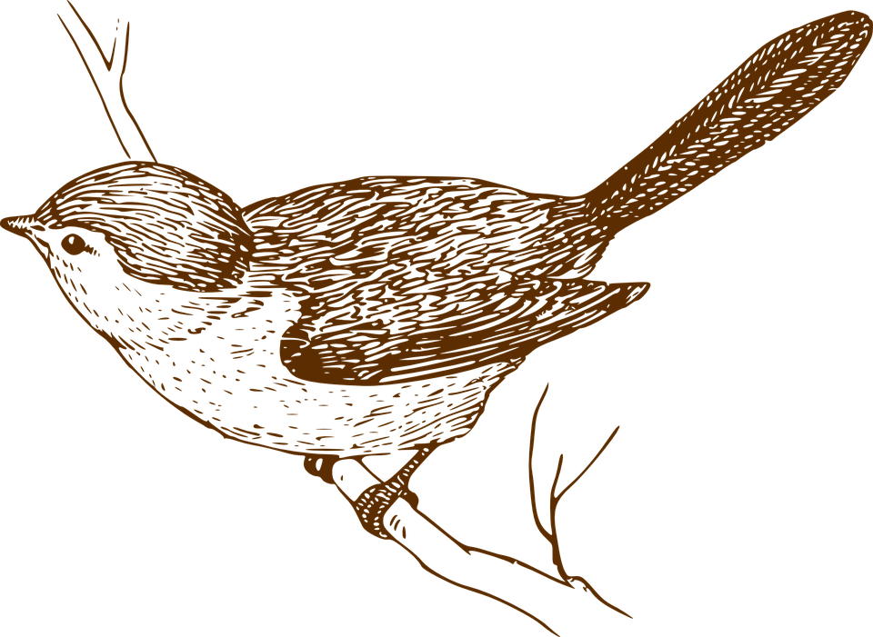 House Sparrow Bird Clip Art - Bird Art Transparent (960x701), Png Download