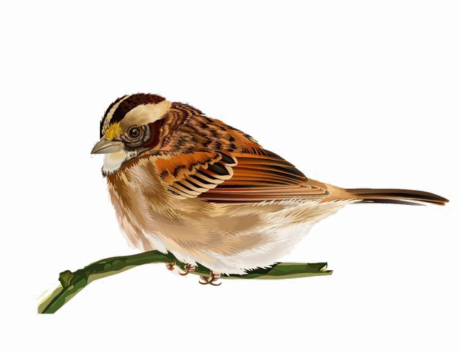 House Sparrow Png Transparent Image - Sparrow (650x495), Png Download