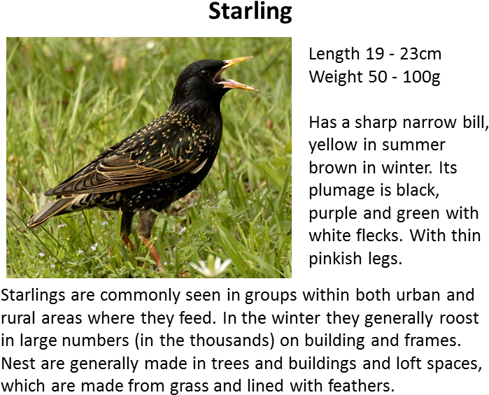 Sparrow - Starling Bird (739x605), Png Download