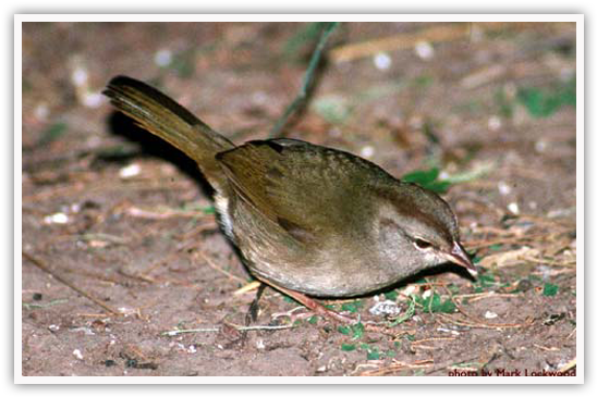 Olive Sparrows Inhabit Dense Tangles Of Vegetation - Green Jay (578x401), Png Download