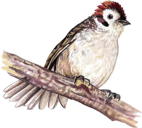 Aves - Lake Atitlán (800x617), Png Download