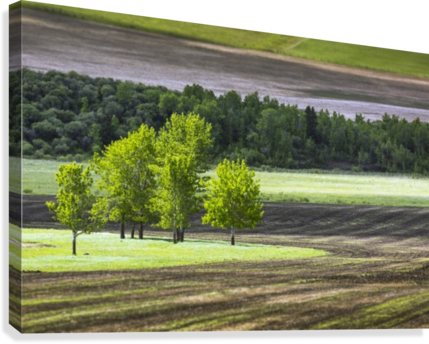A Group Of Trees In A Grassy Field Surrounded By Soil - Group Of Trees In A Grassy Field Surrounded By Soil (429x344), Png Download