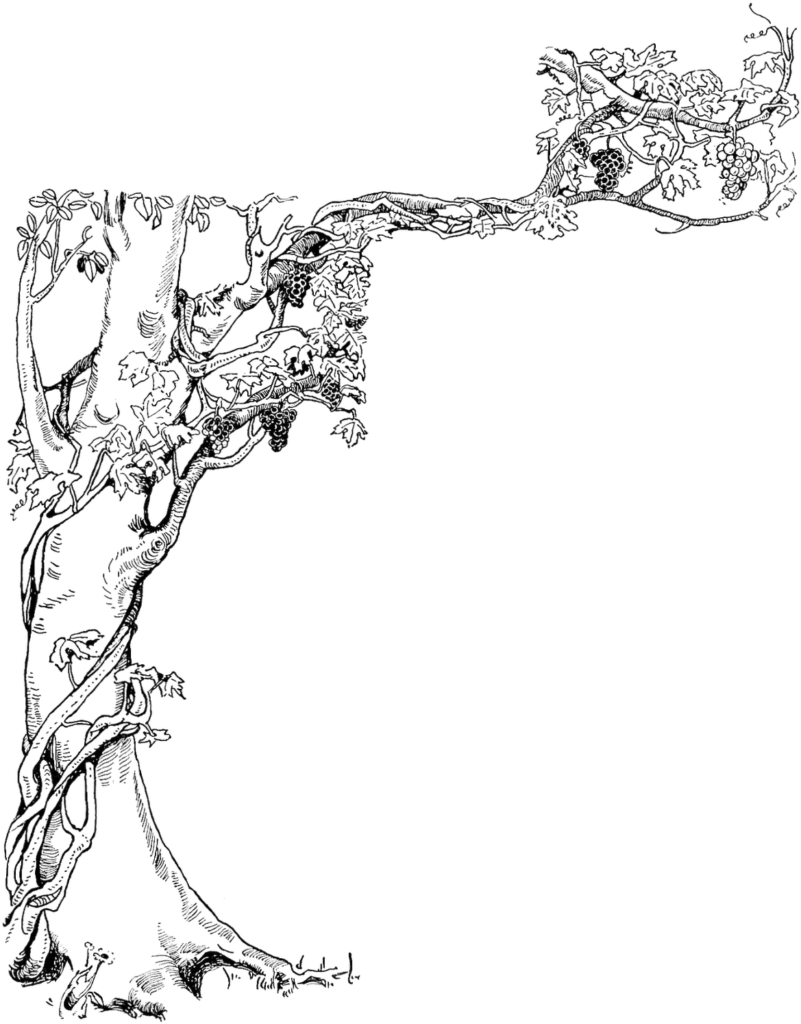Black And White Illustration Of A Tree With A Grape - Honeycomb On Tree Drawing (1264x1600), Png Download