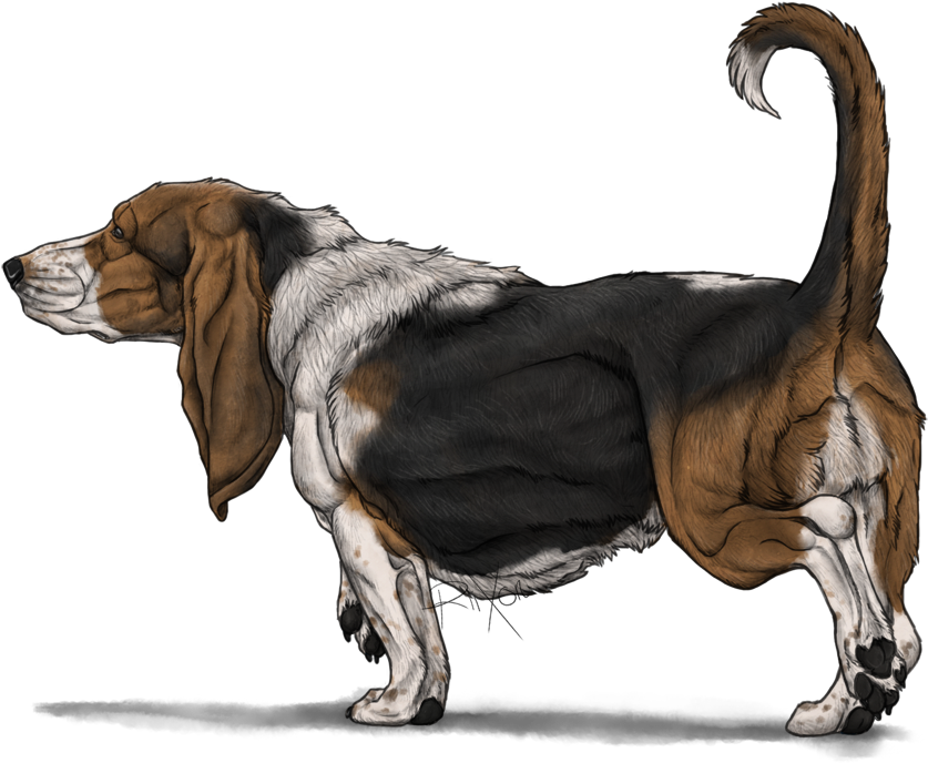 Basset Hound Png Photos - Basset Hounds Png (900x703), Png Download