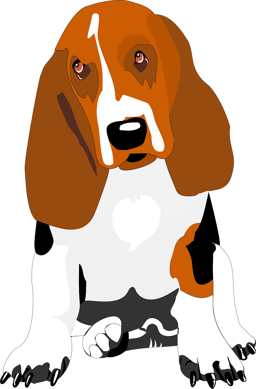 Hound Basset Clipart (526x800), Png Download