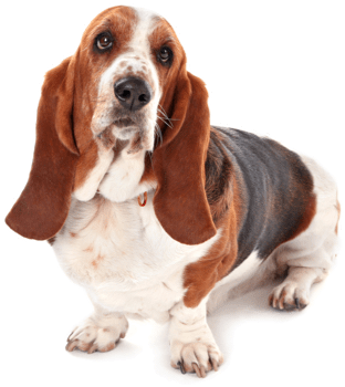 Looking For A Basset Hound Puppy Or Dog In Ansonia, - Basset Hound (560x369), Png Download