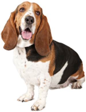 Beagle - Lives Here Sign (640x480), Png Download