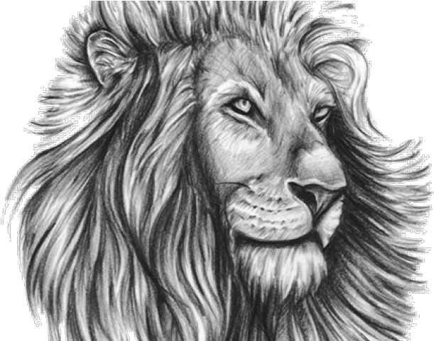 Lion Tattoo Png Transparent Images - Lion Tattoo Design Template (640x480), Png Download