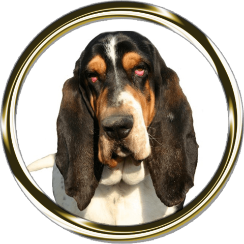 Basset Hound Portrait Nail Art - Dog (480x480), Png Download