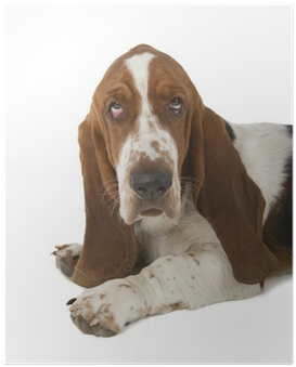 Basset Hound (400x400), Png Download