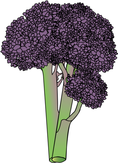 Broccoli - Bouquet (1024x668), Png Download