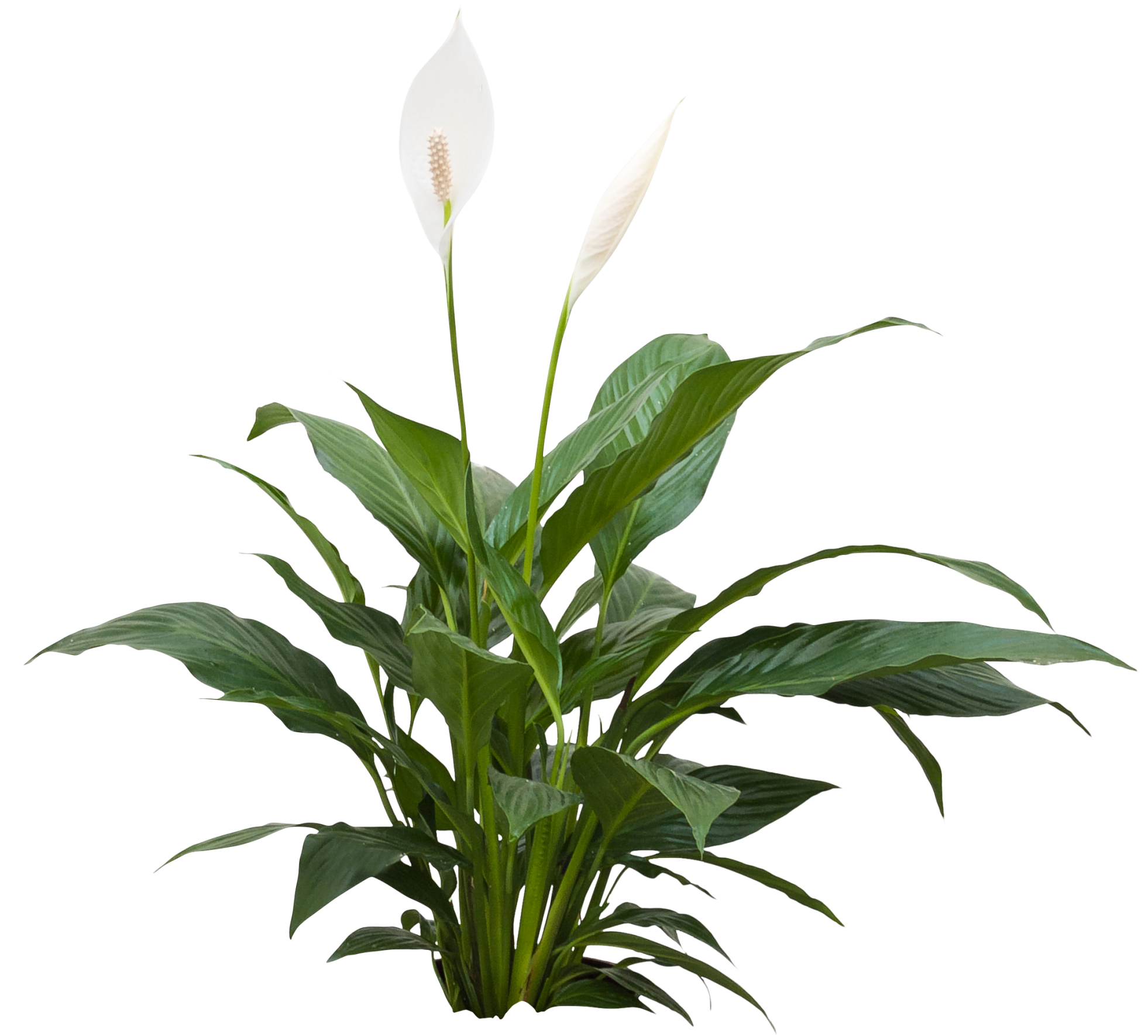 Spathiphyllum - Спатифиллум Пнг (2048x1923), Png Download