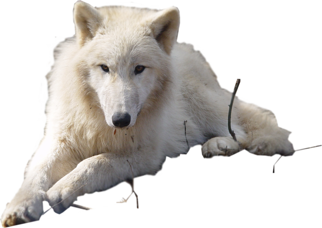 Arctic Wolf Clipart - Arctic Wolf Transparent Background (1062x753), Png Download