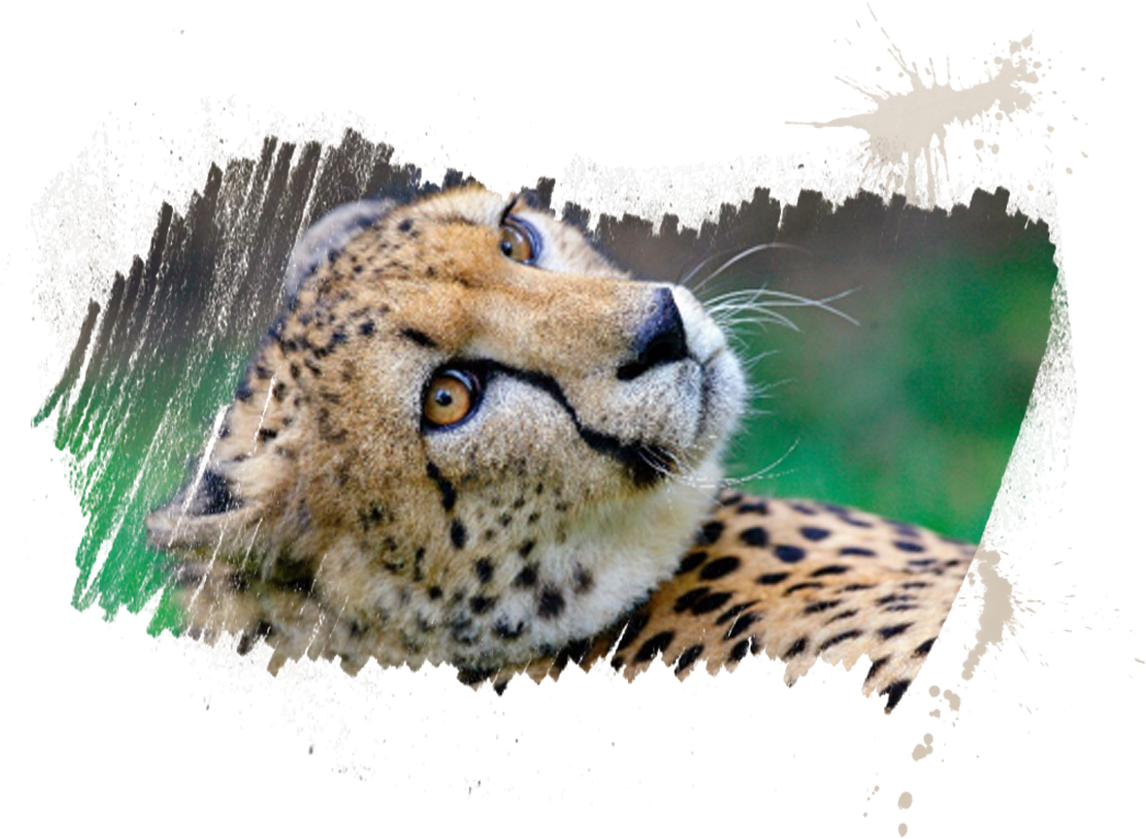 Animal Details - Myrtle Beach Safari (by Reservation Only) (1046x766), Png Download