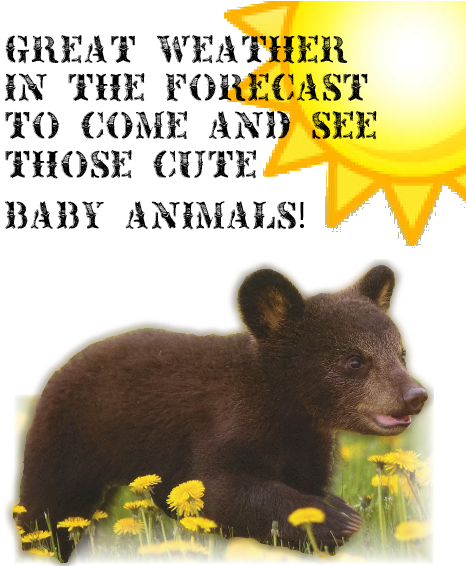 2016 Baby Animal Days Family 4-pack - Kitchenaid The Source Of Lightning (480x570), Png Download