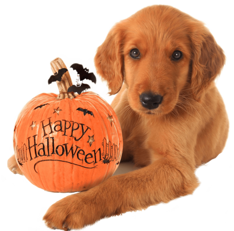 Golden Retriever Halloween Puppy Nail Art Decals - Happy Halloween Puppy (480x474), Png Download