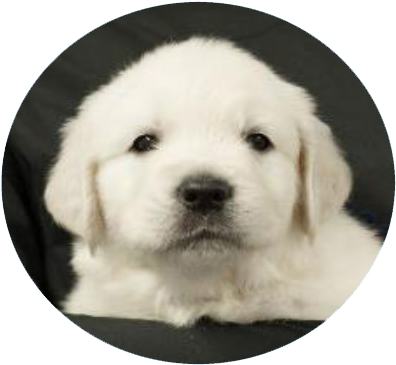 I Am Now Known As Suerte Azul - Golden Retriever (423x377), Png Download