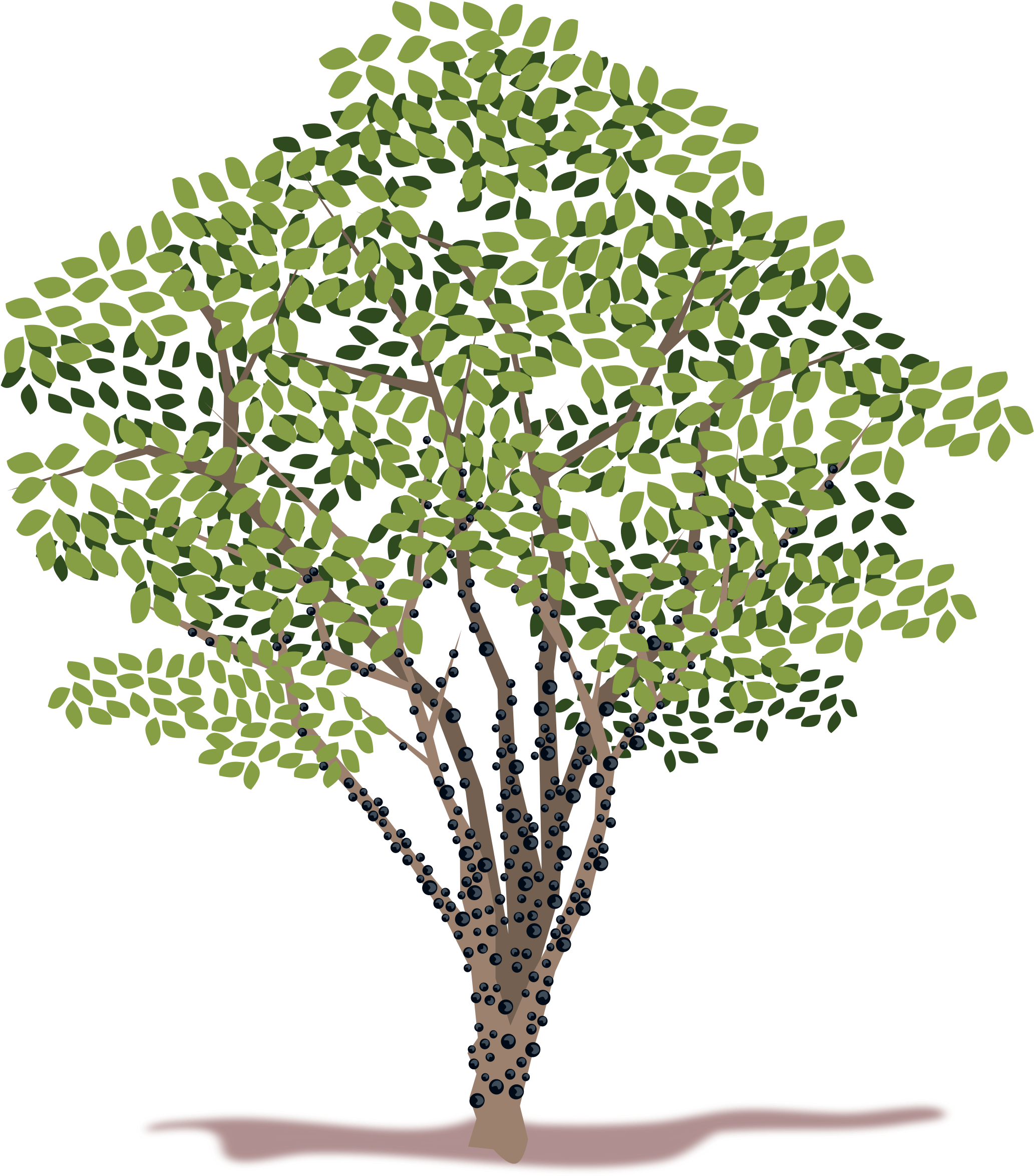Spring Tree Vector Clipart - Jabuticabeira Png (2400x2400), Png Download