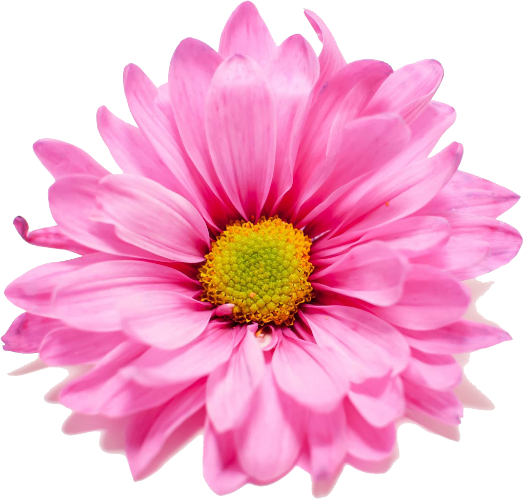 Pink (1600x1071), Png Download