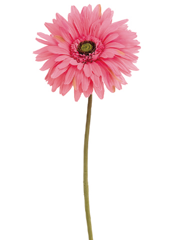 29" Gerbera Daisy Spray Pink - Silk Plants Direct Gerbera Daisy Spray - Pink - Pack (800x800), Png Download