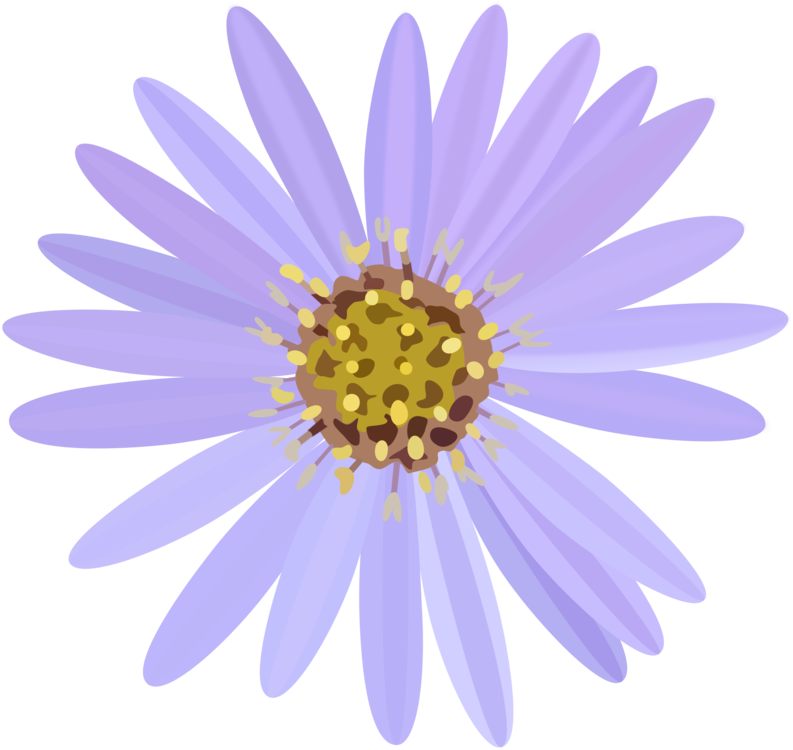 Aster Flowering Plant Daisy Family Invisibobble Lisa - Aster Clipart (793x750), Png Download