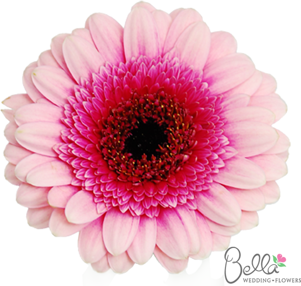 Gerbera Daisy Flowers Mini Pink Bicolor Gerbera Daisies - Bicolour Gerbera Daisy (600x567), Png Download