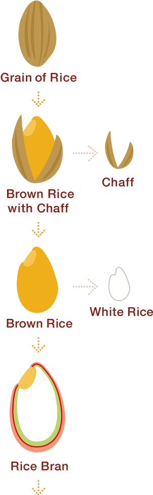 Rice Bran, A Superfood Packed With 80% Of The Nutrients - Brown Rice (560x978), Png Download