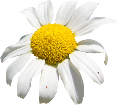 White Sunflower Png Psd Detail - Spring (400x359), Png Download
