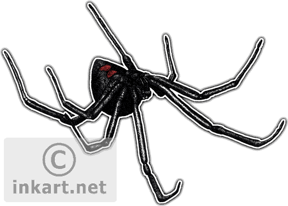 Black Widow Spider Png - Black Widow Spider Throw Blanket (590x422), Png Download