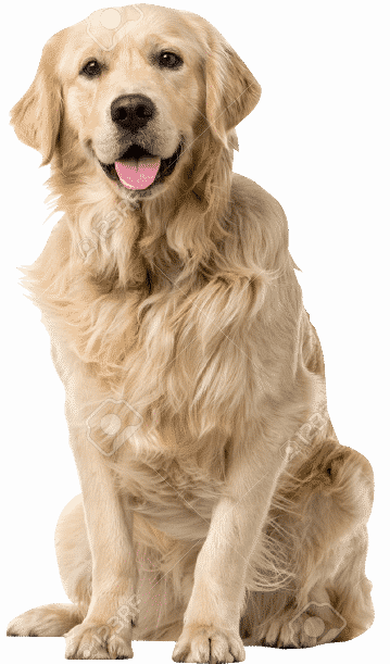 Dog Sitting Png Download - Dog Pet Animals (359x611), Png Download
