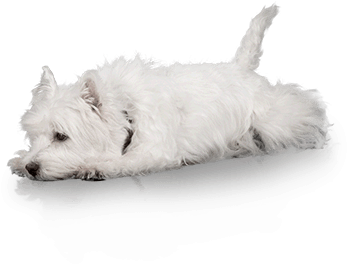 Puppy Living - Puppy (390x320), Png Download