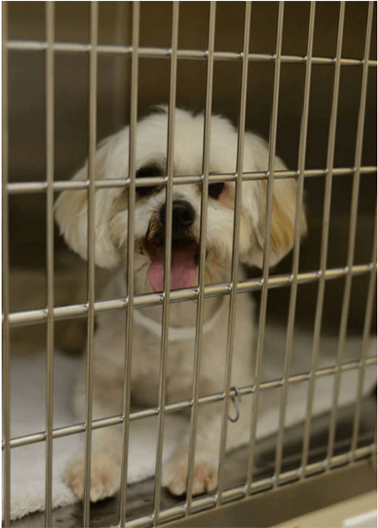 Huge Kennel White Dog - Dog (1000x594), Png Download