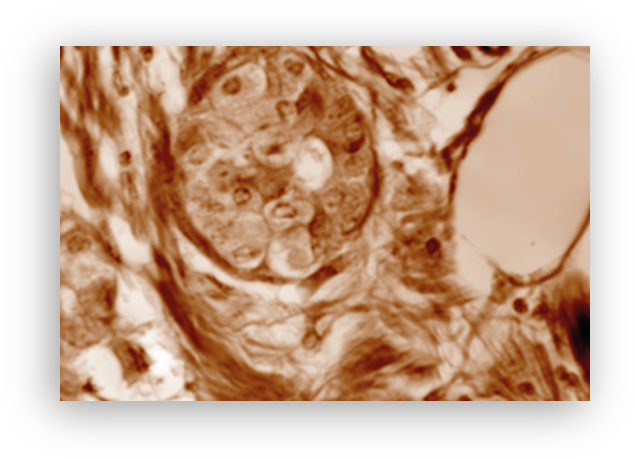 Label Free Tissue Imaging - Circle (656x481), Png Download