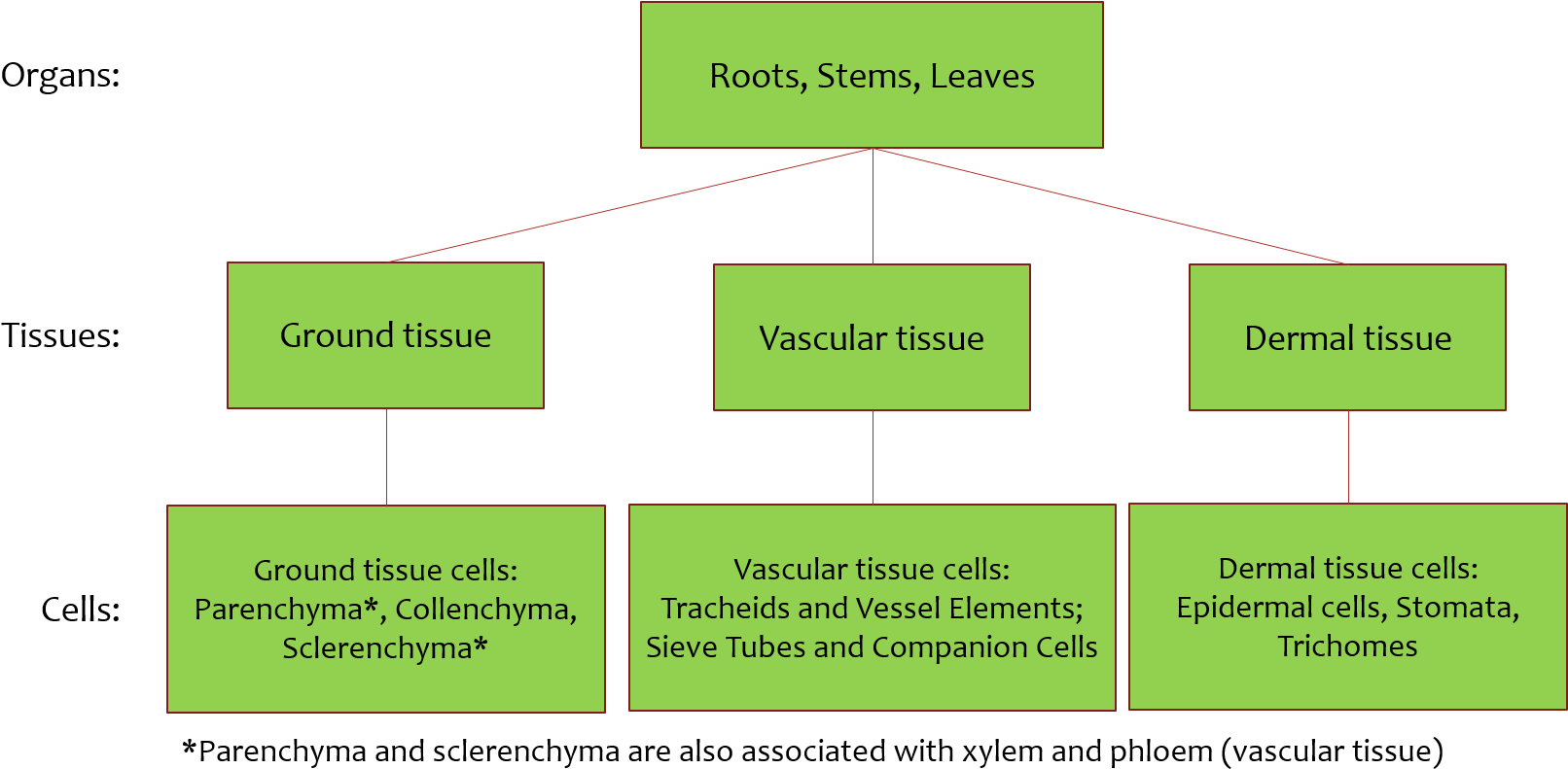 Each Organ Include All Three Tissue Types (ground, - Tissue (1635x811), Png Download