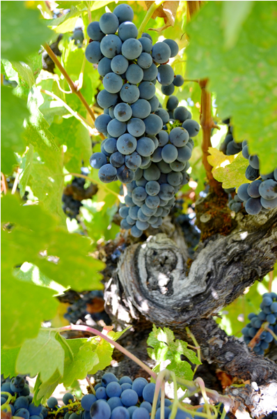 In 2002, Cox Vineyard Passed The Rigorous Ccof Standards - Seedless Fruit (600x600), Png Download