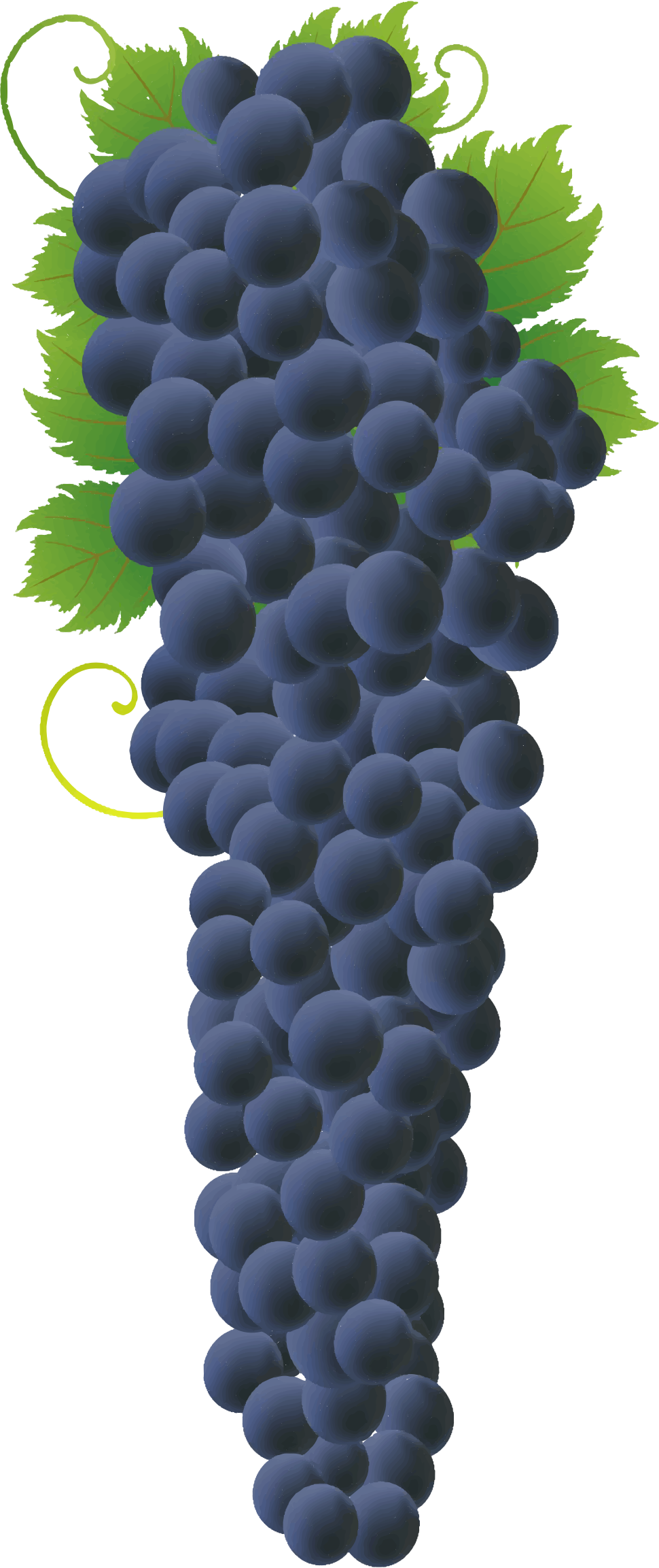 Big Image - Grape Bunch Png (970x2304), Png Download