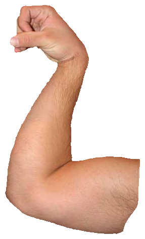 Chin Up - Biceps (287x472), Png Download