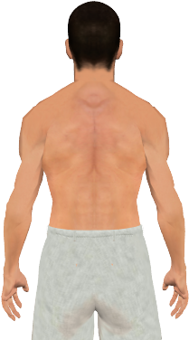 Innervation Of Latissimus Dorsi - Teres Major Muscle (560x464), Png Download