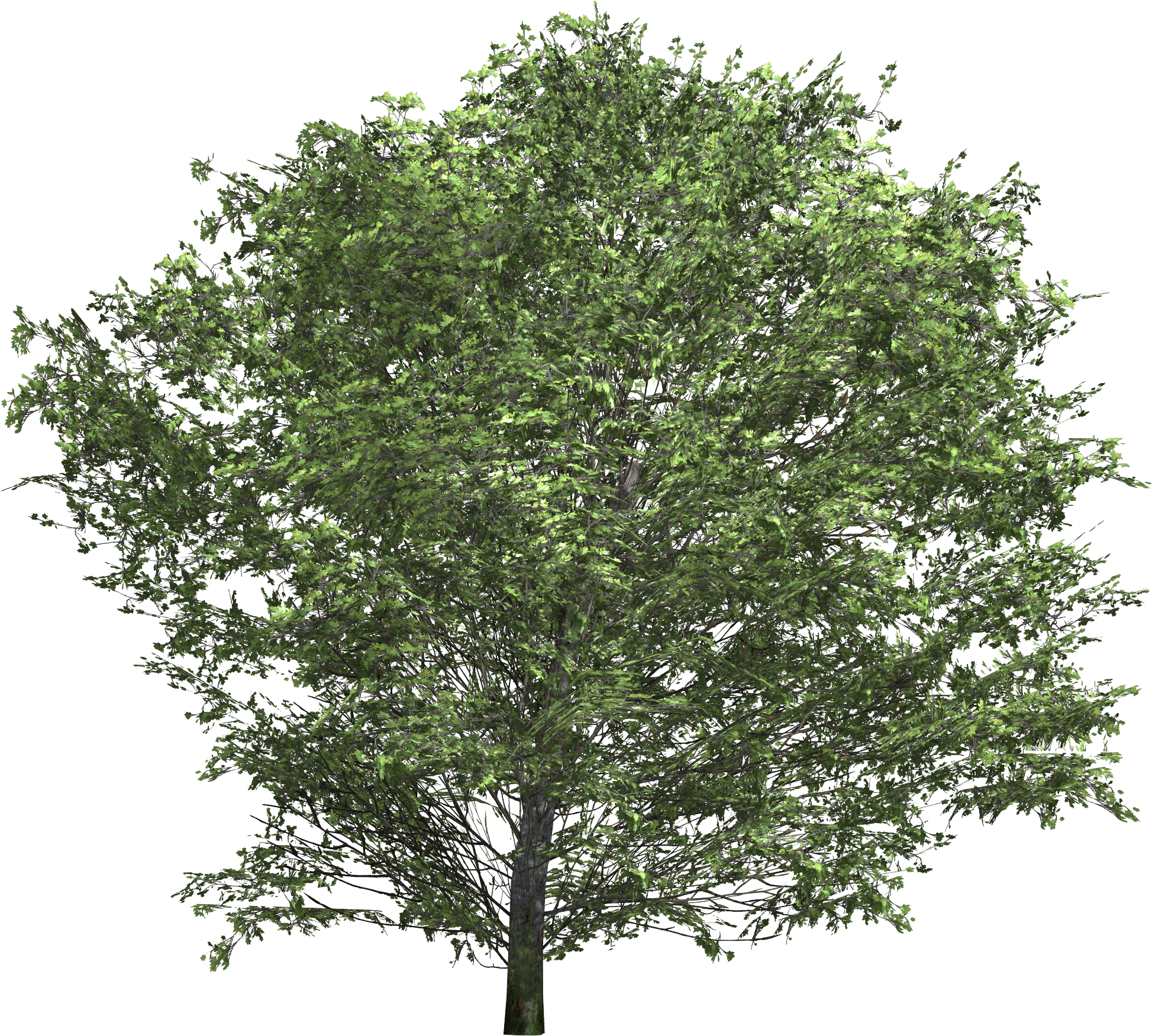 Bush Texture Png Download - Trees Floor Plan Png (2048x1977), Png Download