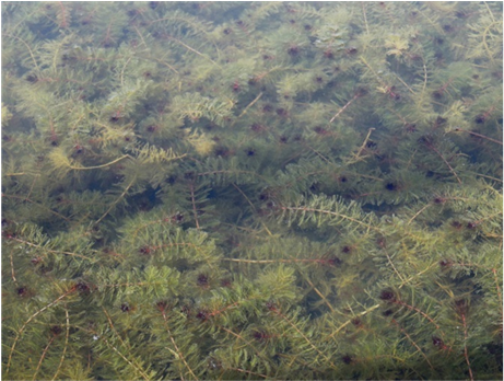 (b) - Grass (902x347), Png Download